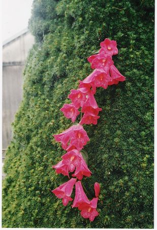 Chilean Bell Flower